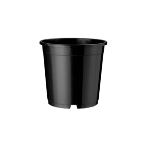 Container Amazone Ø11 x H10,1 cm DH